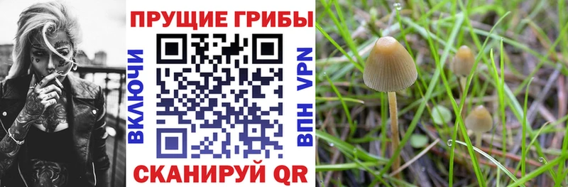 Псилоцибиновые грибы мухоморы  дарнет шоп  блэк спрут ссылки  Байкальск 